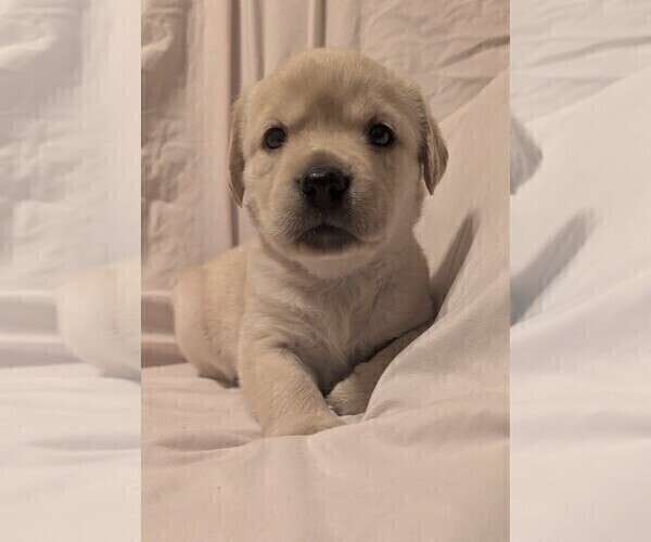 Medium Photo #4 English Cream Golden Retriever-Labrador Retriever Mix Puppy For Sale in FORT COLLINS, CO, USA