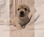 Small #3 English Cream Golden Retriever-Labrador Retriever Mix