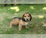 Puppy Silas Dachshund