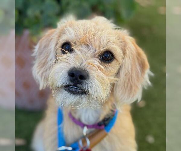 Medium Photo #4 Maltipoo Puppy For Sale in San Diego, CA, USA