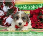 Small Photo #4 Sheepadoodle Puppy For Sale in LANCASTER, PA, USA