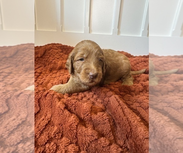 Medium Photo #6 Goldendoodle Puppy For Sale in DELAND, FL, USA