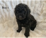 Puppy 4 Poodle (Toy)