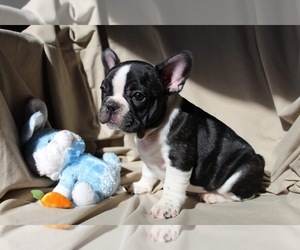 French Bulldog Puppy for sale in KARTHAUS, PA, USA