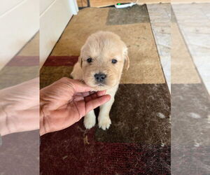 Golden Retriever Puppy for sale in EASTVALE, CA, USA