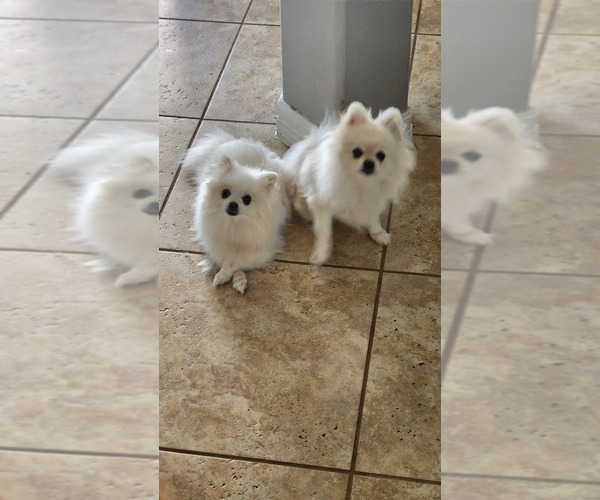 Medium Photo #1 Pomeranian Puppy For Sale in MONTGOMERY, TX, USA