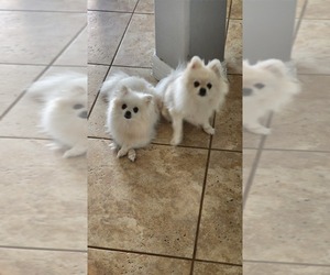 Mother of the Pomeranian puppies born on 05/26/2025