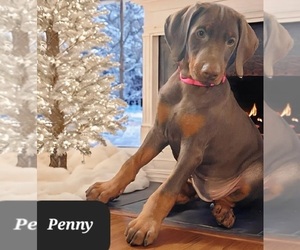 Doberman Pinscher Puppy for sale in POMEROY, OH, USA