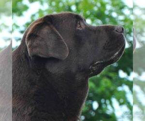 Mother of the Labrador Retriever puppies born on 08/30/2025