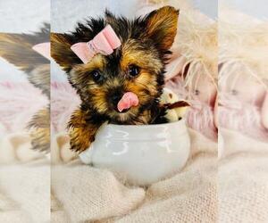 Yorkshire Terrier Litter for sale in PEMBROKE PINES, FL, USA