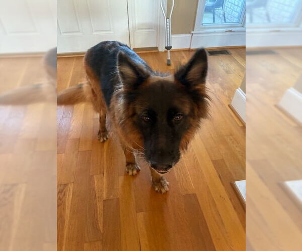 Medium Photo #3 German Shepherd Dog Puppy For Sale in La Grange , NC, USA