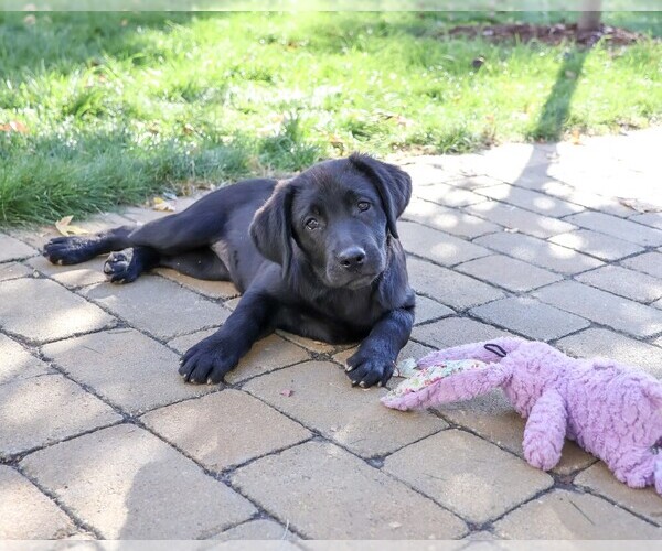 Medium Photo #1 Labrador Retriever Puppy For Sale in SYRACUSE, IN, USA