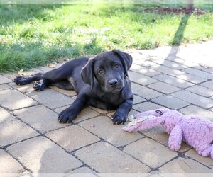 Labrador Retriever Puppy for Sale in SYRACUSE, Indiana USA