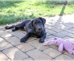 Image preview for Ad Listing. Nickname: Estelle