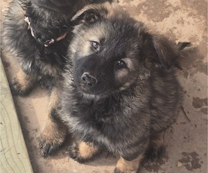 German Shepherd Dog Puppy for sale in COTTAGEVILLE, WV, USA