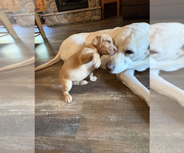 Medium Photo #2 Labrador Retriever Puppy For Sale in LEASBURG, MO, USA