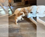 Small #1 Labrador Retriever