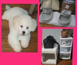 ShihPoo Puppy for sale in FLORISSANT, MO, USA