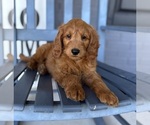 Small #6 Goldendoodle