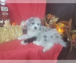 Small #6 Bernedoodle-Poodle (Toy) Mix