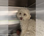 Small Poodle (Miniature) Mix