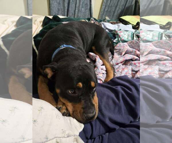 Medium Photo #2 Rottweiler Puppy For Sale in Hillsboro, NH, USA