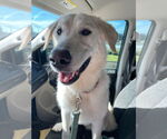 Small #3 Great Pyrenees Mix