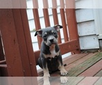 Puppy Puppy 5 American Bully