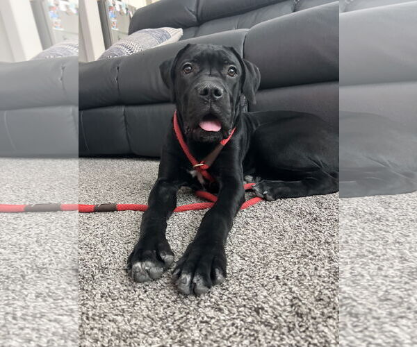 Medium Photo #1 Mutt Puppy For Sale in Goodyear, AZ, USA