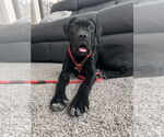 Small Mutt