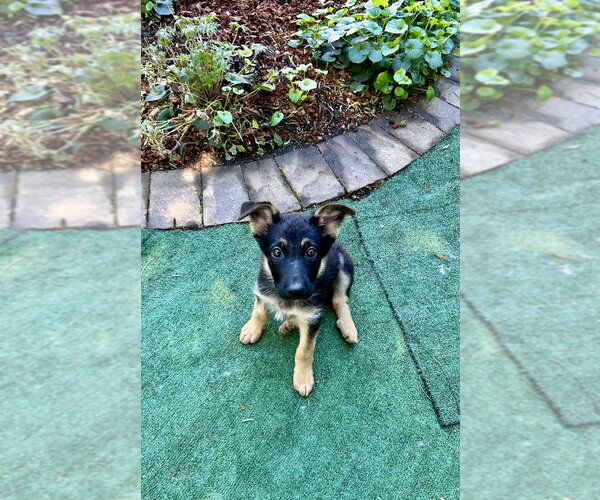 Medium Photo #2 German Shepherd Dog Puppy For Sale in West Sacramento, CA, USA
