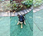 Small Photo #2 German Shepherd Dog Puppy For Sale in West Sacramento, CA, USA