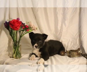 Border Collie Puppy for Sale in NUNN, Colorado USA