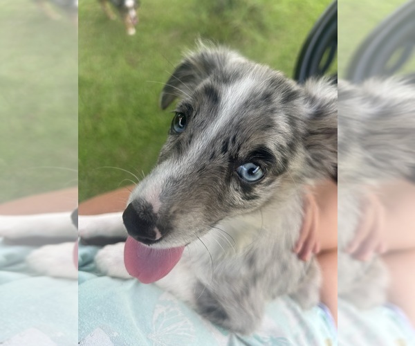 Medium Photo #1 Miniature Australian Shepherd Puppy For Sale in BUSH, LA, USA