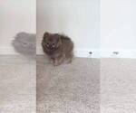 Small #6 Pomeranian