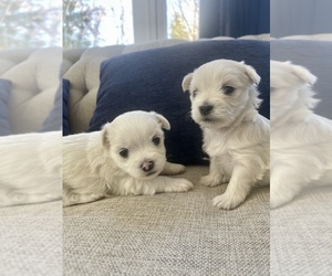 Maltese Puppy for sale in BELLE PLAINE, MN, USA