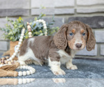 Small Photo #7 Dachshund Puppy For Sale in TOPEKA, IN, USA