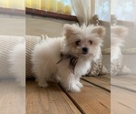 Small Photo #3 Pom-A-Poo Puppy For Sale in TEMECULA, CA, USA