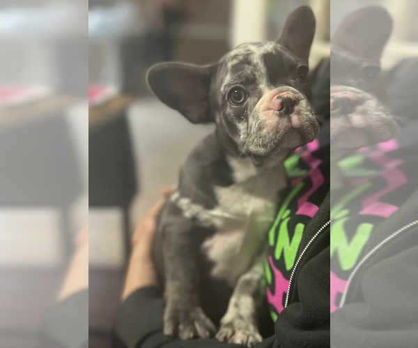 Medium Photo #11 French Bulldog Puppy For Sale in PEARLAND, TX, USA