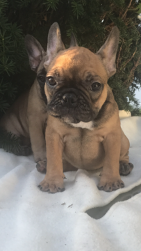 Medium Photo #1 French Bulldog Puppy For Sale in EAST HAVEN, CT, USA