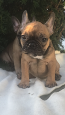 French Bulldog Puppy for sale in EAST HAVEN, CT, USA