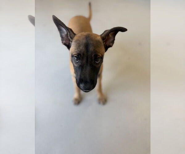 Medium Photo #5 Mutt Puppy For Sale in Studio City, CA, USA