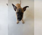 Small #4 Mutt