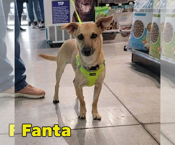 Medium Photo #18 Dachshund-Unknown Mix Puppy For Sale in San Antonio, TX, USA