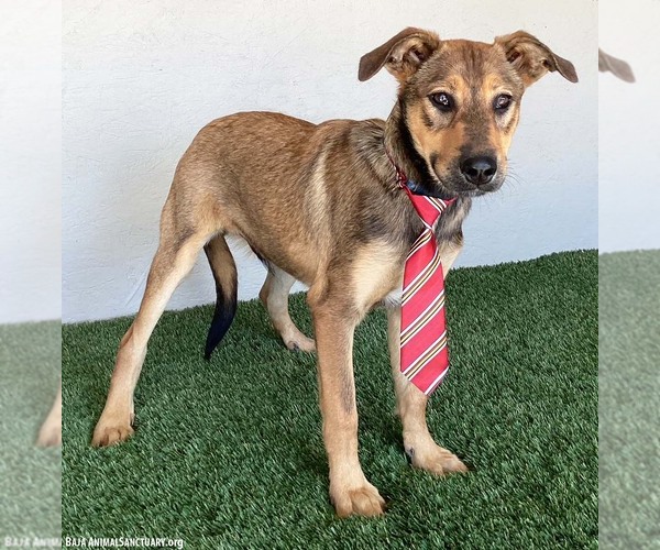 Medium Photo #8 Shepradors Puppy For Sale in San Diego, CA, USA