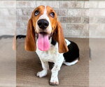 Small #5 Basset Hound