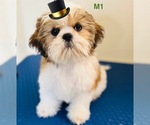 Puppy Hamster Shih Tzu