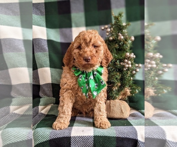 Medium Photo #3 Goldendoodle (Miniature) Puppy For Sale in NOTTINGHAM, PA, USA