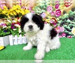 Small #2 Shih Tzu