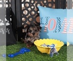 Small #2 Yorkipoo